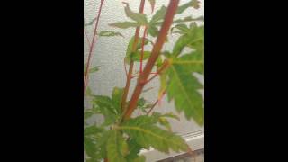 Acer Sangokaku