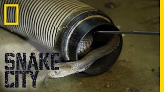 The Dangers Of The Mozambique Spitting Cobra Snake City