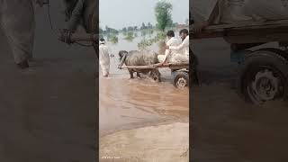 Bharat Nay Stan Bohat Ziya Nuksan Kar Diya Sata Bolund Azafa