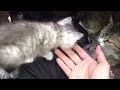 チョロチョロ動き回る赤ちゃん猫 baby cats so cute!