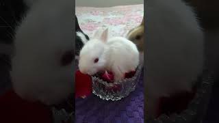 Rabbit