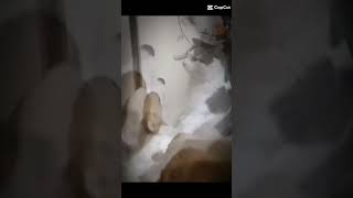 Bjir Kena Mental Gak Tuh