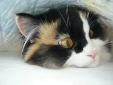 calico persian cat. and Ripley - Persian cats