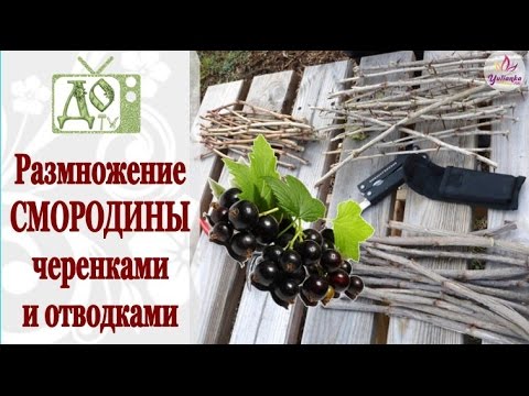 Как вырастить смородину из черенков осенью Как вырастить смородину из черенков осенью
