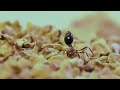 Crazy Ants Detoxify the Venom of Fire Ants