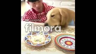 Funny and cute dogs