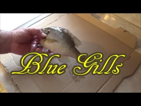 How To Fillet A Pan Fish (Blue Gill)