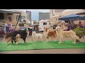 Show Dogs Reviewed By Mark Kermode Show Dogs Reviewed By Mark Kermode