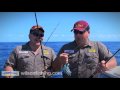 soft plastics for Kingfish