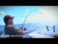 soft plastics for Kingfish