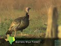 turkeys