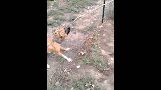 Tylers Dog Bubz Helping To Pull Down A Tree.