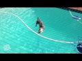 Dog Fetches Ball In Pool | Canine Tightrope Walk
