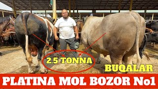 Platina Mol Bozor Gigant Buqalar 2.5 Tonna Mashaolloh Mana Mashxur Karimboy Yorvordi