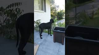 Eli Bolio Pitbull Real Pitbull Game Breed