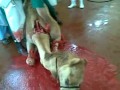 Camel Head Cut Madam images Camel Head Cut Madam
