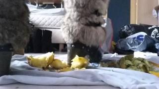 Crushing Apple With Wooden Heels
