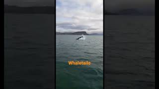 Whale Tail Splashing Iceland