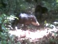 Chanchos del monte