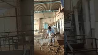 Goat Farming Goat Breeding Goat Mating Goat Farm India Makhicheena Goats Gujri Goat Breeding