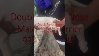 Double Parrot Nose Male Bull Terrier Puppy In India For Sale