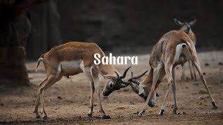 Dunny 82K Sahara African Sounds Official Music Video