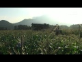 嶽きみ(だけきみ)収穫風景 - 畑の風景 - 0204A