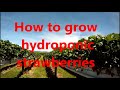 How to grow delicious healthy hydroponic Strawberries