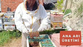 Ana Arı Üretimi | 14 Nisan 2024