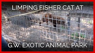 Limping Fisher Cat at Greater Wynnewood Exotic Animal Park (G.W. Zoo)