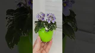 Фиалка Н-Лесной Родник