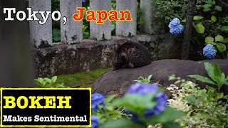 Japan Walk 2022 - Hakusan Shrine In Tokyo, Saturday Afternoon 4K Bokeh Photography