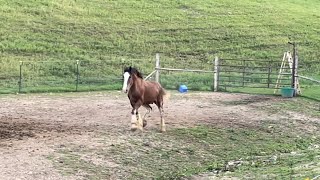 Clydesdale Horse Update! | Oliver Video Compilation