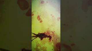 Kyoukai No Kanata Beyond The Bondary Edit 4K Anime Edit