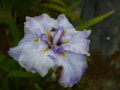 Traumerai iris