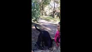 Dog Climbing Up A Tree
