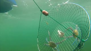 Ifish - Blue Swimmer Crabs - Catch & Cook