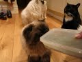 Funny catnip video