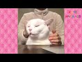 Funny Cats And Dogs #7 | Cute Animals Doing Funny Things | Pets And Animals | Cute Animals