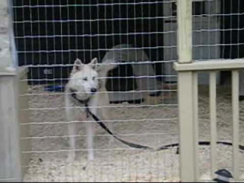 Yuki - Malamute/wolf mix for