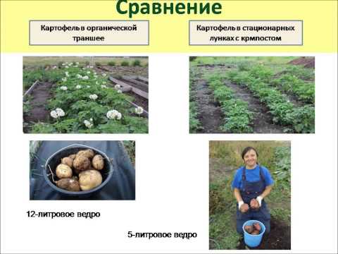 Морковь какой сорт хороший Морковь какой сорт хороший