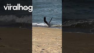 Osprey Catches Trout || Viralhog