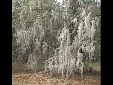 Paixtle remedio contra diabetes y gastritis (spanish moss Paixtle remedio contra diabetes y gastritis (spanish moss
