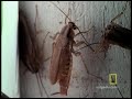 Cockroaches