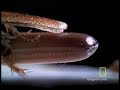 Cockroaches
