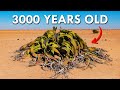 Welwitschia: One Of The Oldest Living Plants In The World