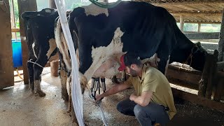 Como Ordenhar Uma Vaca Leiteira Corretamente Po A Po Na Prática
