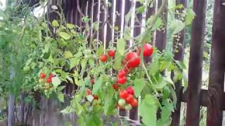 Выращивание томатов в бутылках 541