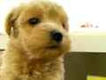 f2 動画23a