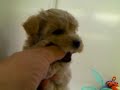 f2 動画23c